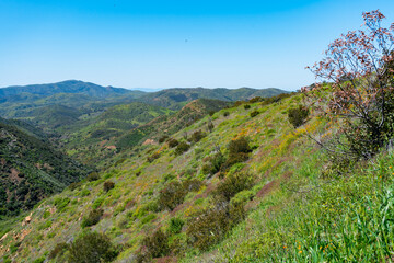 Fototapeta premium Clear blue skies and lush green grass after lots of rain in Southern California. Pictures taken midday during a hike in Spring season at Rancho Sierra Vista/Satwiwa