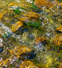 Clear spring water flowing over mossy rocks in Southern California.