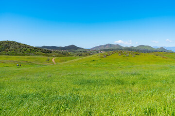 Fototapeta na wymiar Clear blue skies and lush green grass after lots of rain in Southern California. Pictures taken midday during a hike in Spring season at Rancho Sierra Vista/Satwiwa