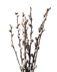 Beautiful blooming willow branches isolated on white