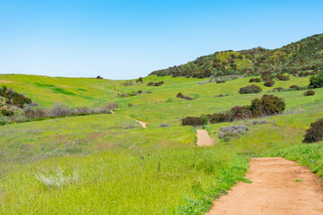 Fototapeta na wymiar Clear blue skies and lush green grass after lots of rain in Southern California. Pictures taken midday during a hike in Spring season at Rancho Sierra Vista/Satwiwa