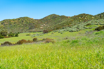 Clear blue skies and lush green grass after lots of rain in Southern California. Pictures taken midday during a hike in Spring season at Rancho Sierra Vista/Satwiwa