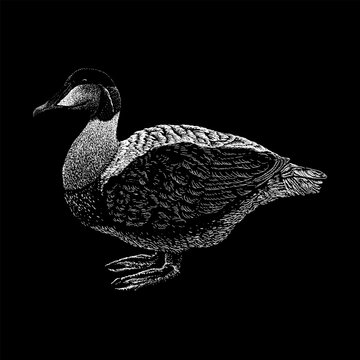 Eider hand drawing vector isolated on black background.