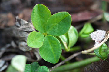 早春の四つ葉のクローバー
