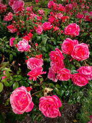 pink roses in garden