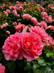 pink roses in garden