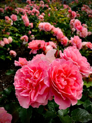 pink roses in garden