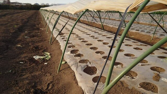埼玉県入間郡三芳町藤久保にて行っている、ほうれん草の露地栽培の風景です。