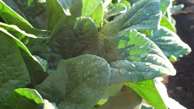 埼玉県入間郡三芳町藤久保にて行っている、ほうれん草の露地栽培の風景です。