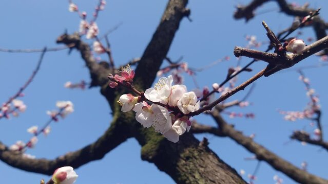 さくら、春、はなびら、咲く
