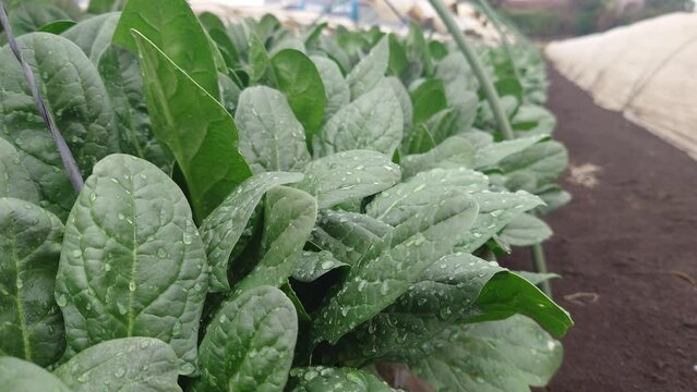 埼玉県入間郡三芳町藤久保にて行っている、ほうれん草の露地栽培の風景です。