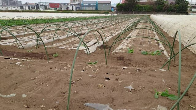 埼玉県入間郡三芳町藤久保にて行っている、ほうれん草の露地栽培の風景です。