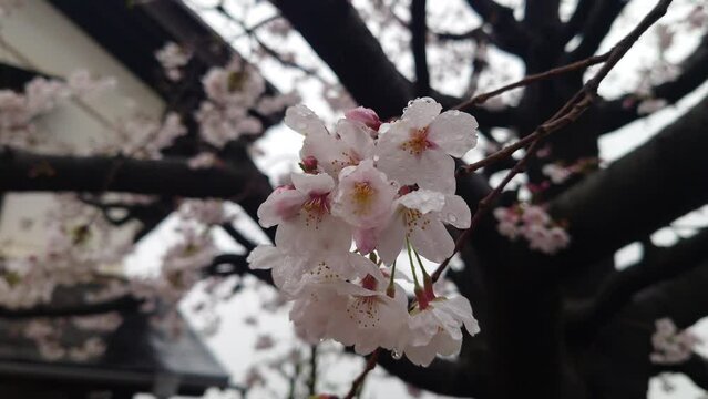 さくら、春、はなびら、咲く