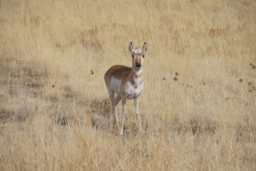 pronghorn antelope