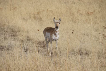 Fotobehang pronghorn antelope © brian