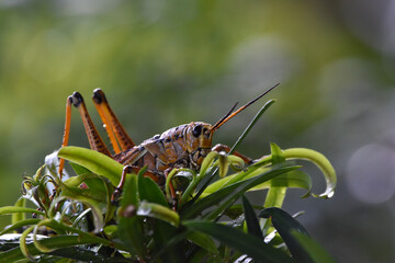 Yellow Cricket on plant