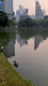 water monitor varan in Lumpini park Bangkok Thailand with an air-polluted sky pm 2,5 smog and a blizzard in the tree