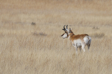 pronghorn antelope buck