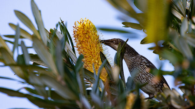 beautiful  little wattlebird (Anthochaera chrysoptera) sits on a branch and eats nectar from yellow flower, spotted in Sunshine Coast, Queensland, Australia
