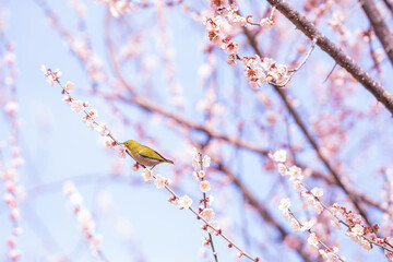 早春に咲くピンクの梅の花にとまる黄緑色のメジロ
