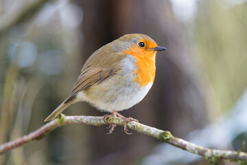 Wild European Robin Redbreast Erithacus rubecula in close up profile in Shropshire woodland