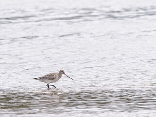 Curlew In Waves
