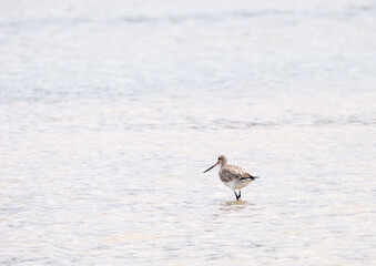 Lonely Curlew.