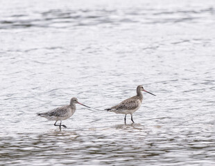Two Curlews In Waves
