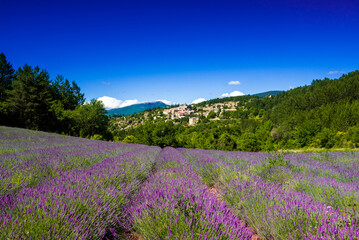 Aurel village and lavender fields in south of France