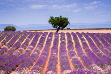 Fototapeta na wymiar A tree on top of lavenders rows on Valensole plateau