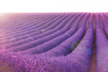 Naklejka na ściany i meble Lavender dream on Valensole plateau