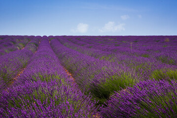 Fototapeta na wymiar Lavender bushes in bloom in provence