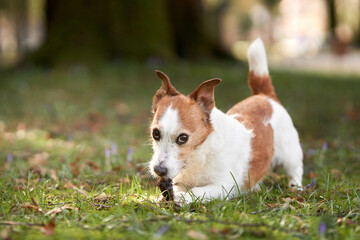 dog plays with a bump. Active Jack Russell Terrier on grass, in the park. Walking with a pet