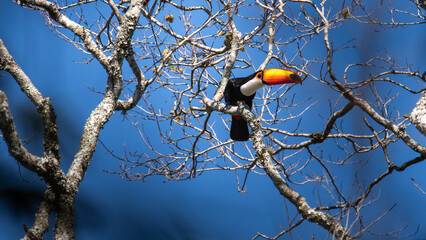 Tucan con cielo azul ave tropical posada en un árbol de la selva tropical del amazonas