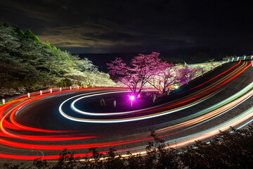 Night sakura and light trail in Japan