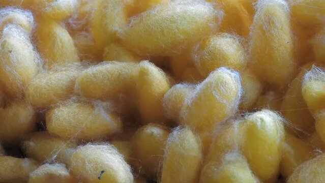 Close up of yellow silkworm cocoons. The source of silk thread and silk fabric in the communities of Thailand.