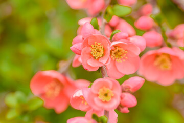 Obraz premium 早春の花 ボケの花