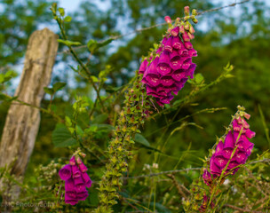 Foxglove along the Camino, France 