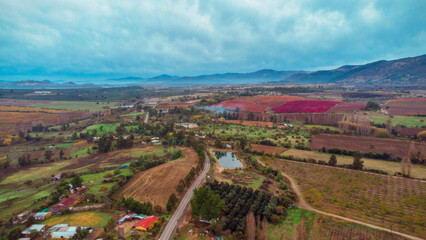 Naklejka premium vineyard in autumn