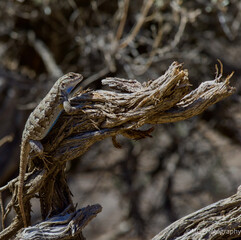 Lizard in the high desert at Smith Rock State Park, Central Oregon 