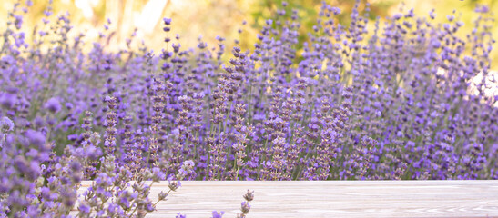 Perspective background with wooden table for your design. Lavender field region Provence