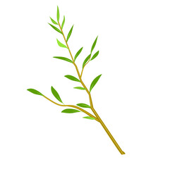 Willow tree vector illustration on white background
