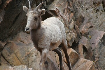 Bighorn sheep 