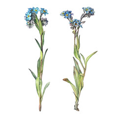 Set watercolor forget - me - not isolated on white background. Spring and summer flower for sticker or sketchbook and card. Hand-drawn clipart for wallpaper or wrapping. Vintage romantic element