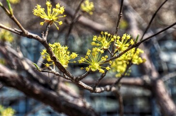 한국의 산수유 풍경