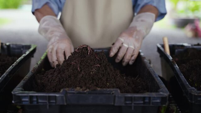Earthworm farmers and breeding by making humus compost vermicomposting soil from nature for organic agriculture. 