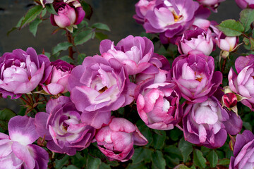 Rosa 'Dusky Moon' (Walsduky).  A floribunda rose bred in Australia.