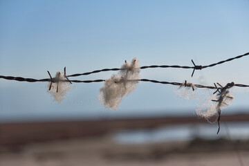 Sheep wool caught in barbed wire. White wool on the wires.