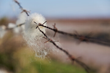 Sheep wool caught in barbed wire. White wool on the wires.