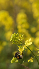 Bee on yellow flower. A bee feeding on a yellow flower.